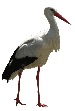 Cigognes.jpg Cigognes.jpg